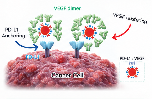 Synergistic mechanism of TSMT-PDVE in the tumor microenvironment